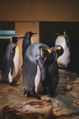 Naklejka premium A penguin couple