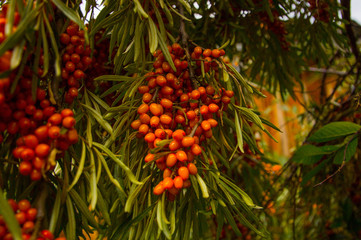fruit tree sea buckthorn with bright orange berries on a background of green leaves