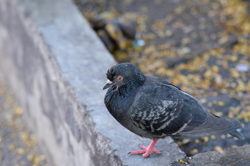 pigeon on the ground