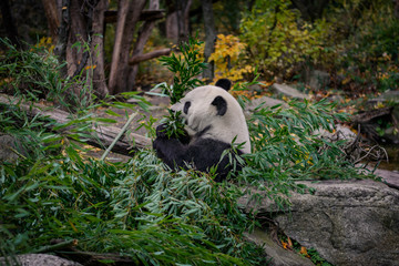 Eating panda
