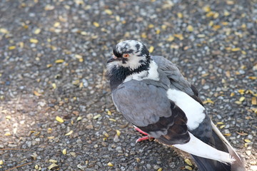 pigeon on a rock