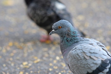 pigeon in the park