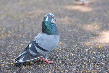 pigeon on the ground