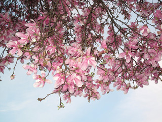 Magnolia × soulangeana