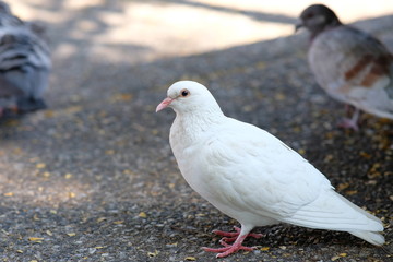 pigeon on the fence
