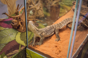 Big iguana lizard in terrarium - animal background