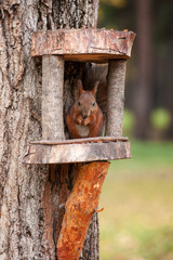 birdhouse, bird, tree, house, wood, nature, wooden, box, nest, home, forest, spring, birds, feeder, hole, shelter, green, roof, natural, birch, starling, bird house, animal, wildlife, park