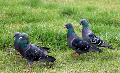 pigeons walk