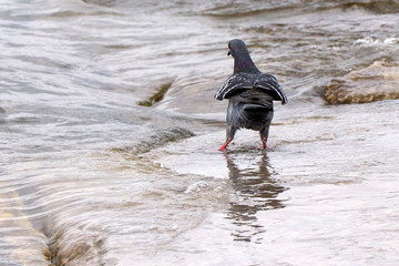 bird on beach