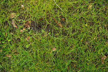 The texture of the green lawn. Background image of green fresh grass