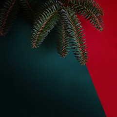 A branch of blue spruce on a red and green background. Minimalistic christmas banner. Copy space for text.