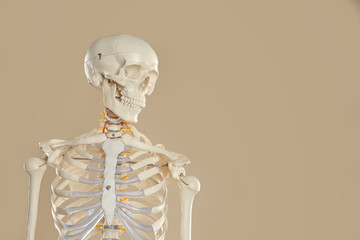 Artificial human skeleton model on beige background. Space for text