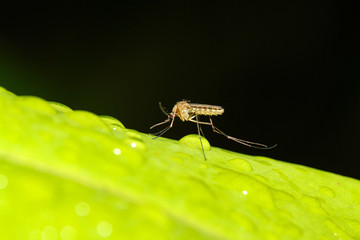 Close up mosquito bug on green leaf