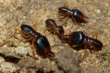 Close up Macro warrior termite ant in nature at thailand