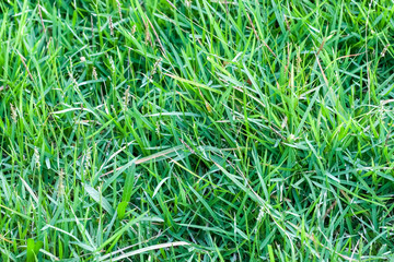 Green grass field background