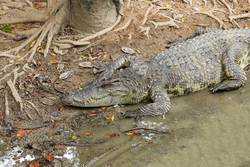 Close up crocodile near the river in thailand.