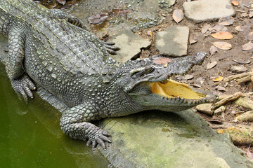 Close up Head salt crocodile sleep on canal.