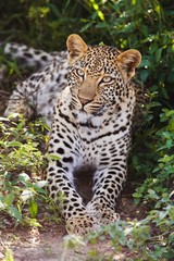 Leopard (Panthera pardus) lying in bushes