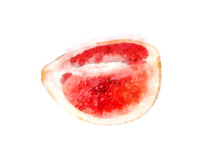 Picture of citrus on white background. Watercolor illustration