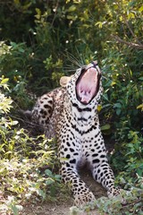 Leopard (Panthera pardus) lying in bushes yawning