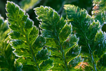 frosty fern