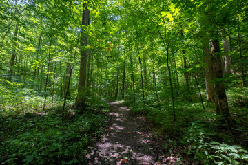 Sitton's Gulch Trail, Cloudland Canyon State Park, Georgia, USA	