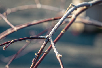 Frosty Twigs