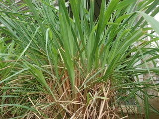 Green Cymbopogon citratus or lemon grass in the garden