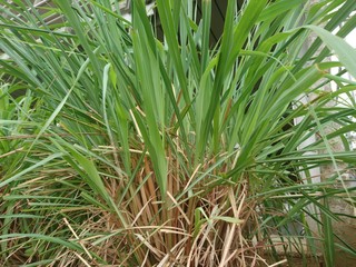 green Cymbopogon nardus or citronella grass in the garden