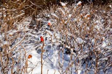 Lonely red rosehip on a background of snowy forest edge