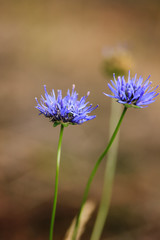 Two saturated blue flowers of Jasione in the field in summer