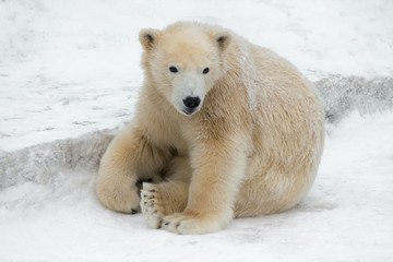 Naklejka na ściany i meble Funny polar bear. Polar bear sitting in a funny pose. white bear