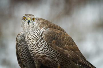 Goshawk