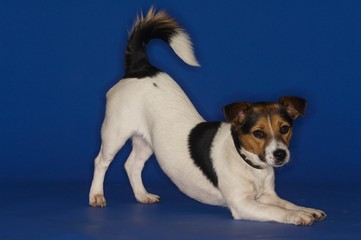 Jack Russell Terrier Stretching