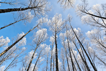 Frosted trees in frosty day against the blue sky