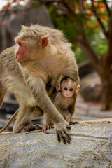 Baby Monkey looking right at you