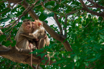 Monkey - A Family of four