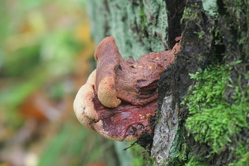 Fistulina hepatica, known as beefsteak fungus, beefsteak polypore, ox tongue and tongue mushroom, growing on oak in Finland