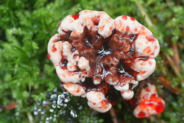 Hydnellum peckii, known as strawberries and cream, the bleeding Hydnellum and the bleeding tooth...