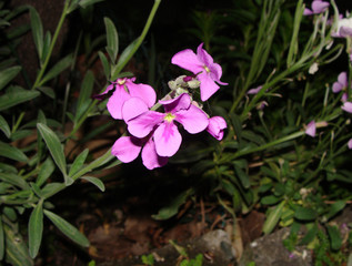 Matthiola sinuata