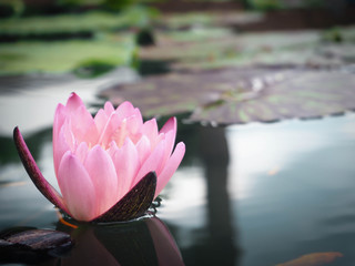 Beautiful lotus flower, lily water