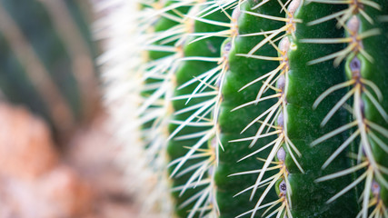 Close up of a thorny green cactus