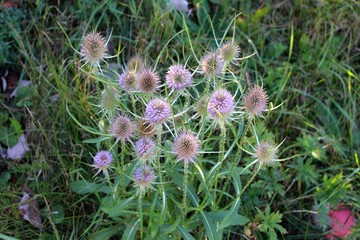 Flowers of wild teasel in autumn