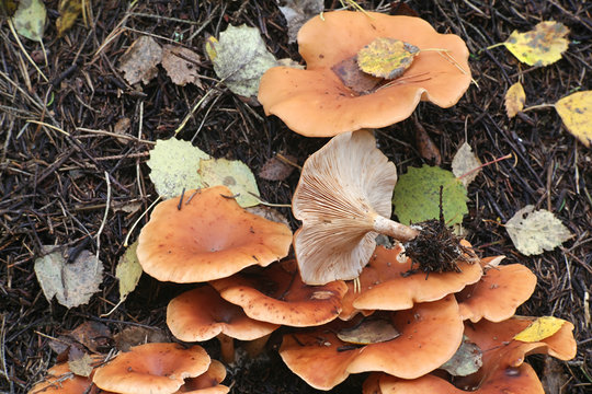 Paralepista flaccida, known as Tawny Funnel mushroom, growing on a ant nest in Finland