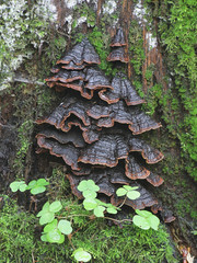Hymenochaete rubiginosa, known as Oak Curtain Crust, wild fungus from Finland