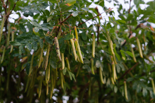 24 Best Acacia Nilotica Images Stock Photos Vectors Adobe Stock