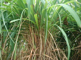 Obraz premium Green Cymbopogon citratus or lemon grass plants in the garden.