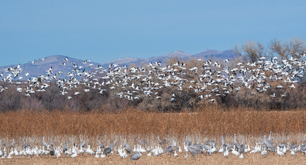 Beauty in layers, birds and land
