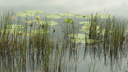 grass and water and Exotic leaves growing in the water. 
