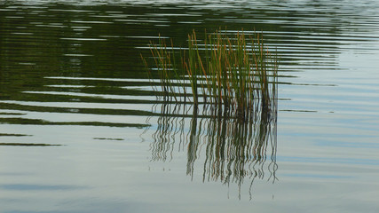 reeds in the lake